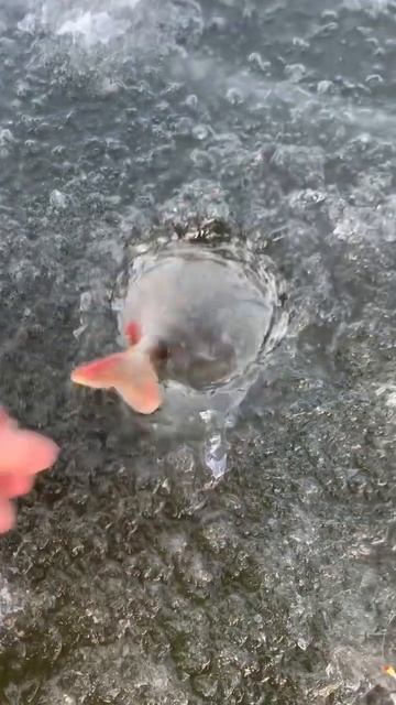 Смотреть всем. Отпускаю кабанчиков. Рыбалка на Волге