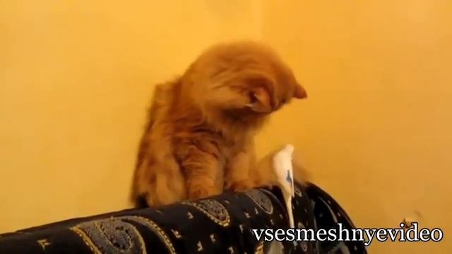 Смешные Кошки киски котэ ржач