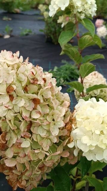 Гортензия/ Hydrangea pan. Polar bear. смотреть онлайн