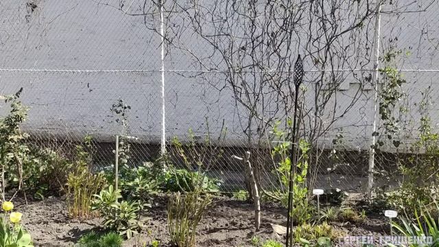 Обзор весеннего САДА 💐 ГОРТЕНЗИИ💐 кусты ГИГАНТЫ смотреть онлайн