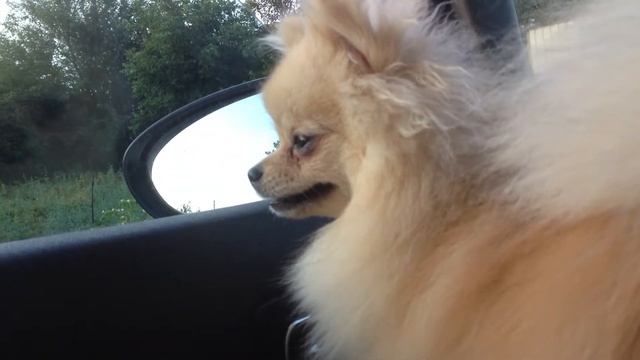 Pomeranian Spitz  померанский шпиц приколы гдето гуси