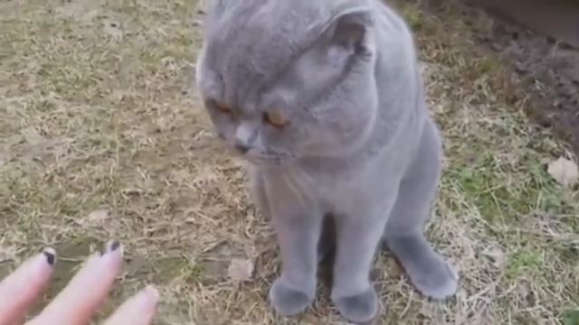 Лучшие приколы 2018 Февраль с животными (котами).Смех до слез,прикол ржач полный. смотреть онлайн