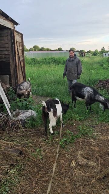 Мы не пили, мы не ели, мы в сарайчике сидели...🐐🐐🐐🐐? смотреть онлайн