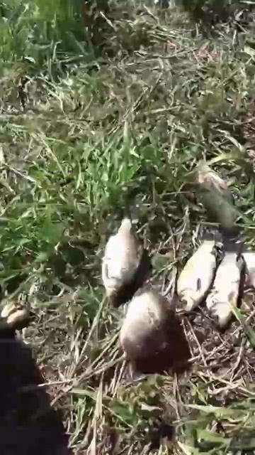 Отличная рыбалка на карася в Московской области #рыба? смотреть онлайн