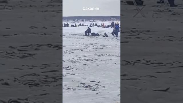 НАВАГА против КОРЮШКИ #рыбалка #россия #4k #fishing #shorts #рек смотреть онлайн