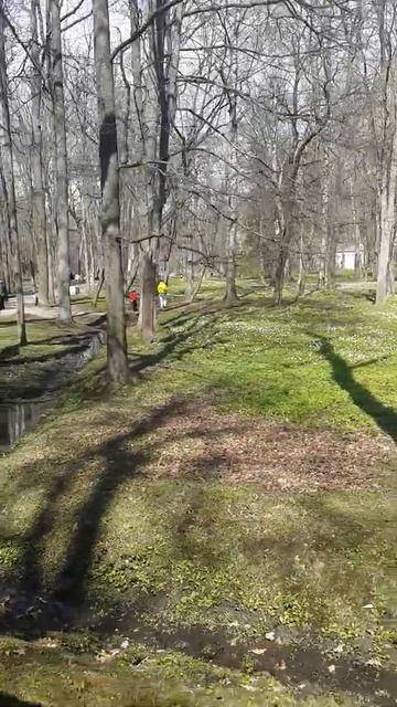 Ветреница цветет под пологом дубов в парке Александри смотреть онлайн
