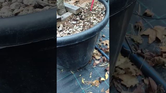 Ошибка при планировании посадки погубила всю аллею ра смотреть онлайн