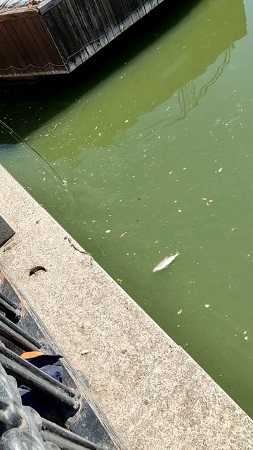 рыбалка#Ростов#Дон#лещ#travel#приключения#путешествие#пр