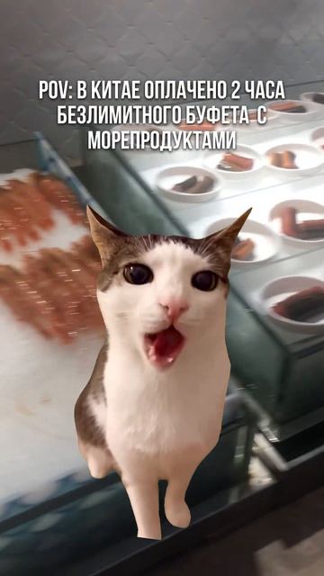 Зайдет или нет? #мем#китай#азия#путешествия#китайский#юмор#котики#коты#кот#китайскийязык#мемы#котики