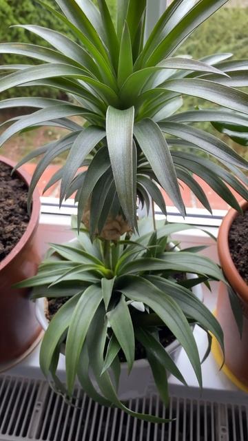 Ананас в доме#ананас #plants смотреть онлайн