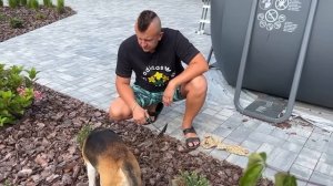 Шерлок хочет купаться в бассейне! Что с ним произошло?