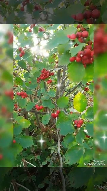 🏵️ БОЯРЫШНИК, ТАМПИНАМБУР 🏵️11 СЕНТЯБРЯ 2024 г. 🏵️#ос