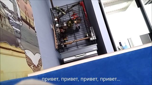Попугай Фрида! Опера! Давай-привет-пока! (с субтитрами) смотреть онлайн