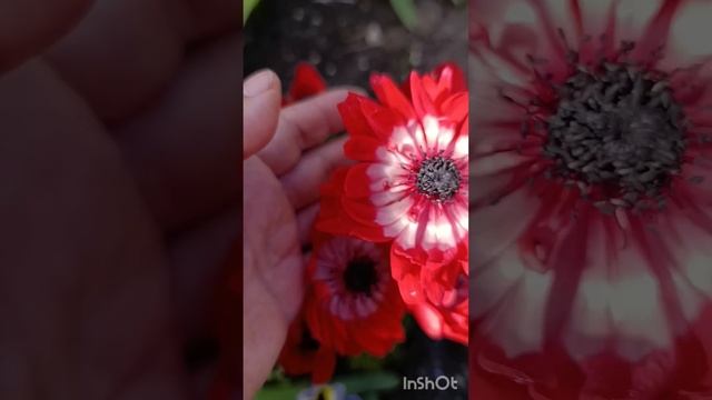НИКОГДА раньше этот цветок не видела #анемона #дача #об смотреть онлайн