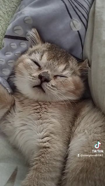всё время ест и спит😻🙀 смотреть онлайн