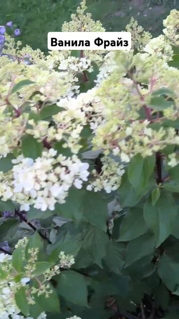 Ванила Фрайз. #сад #garden #цветы