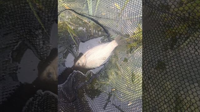 г. Новосибирск рыбалка в день России на Юго-западном к?