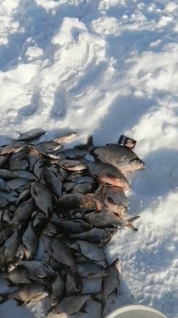 Ынтымак сегодня классная рыбалка смотреть онлайн