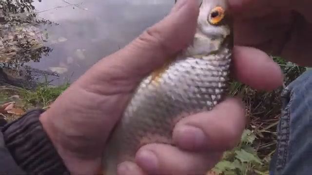 РЫБАЛКА НА ПОПЛАВОК В ОКТЯБРЕ. ПЛОТВА КЛЮЕТ В ХОЛОД. ПОПАЛИ НА КРУПНУЮ РАЗДАЧУ смотреть онлайн