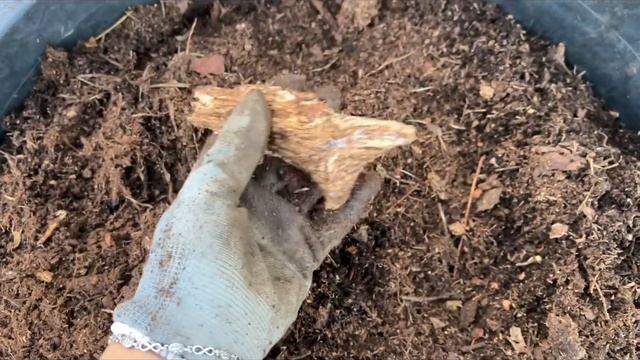 Гортензия НОВИНКА 2023г. ФИСТАШКА(Pistachio) и её корневая за смотреть онлайн