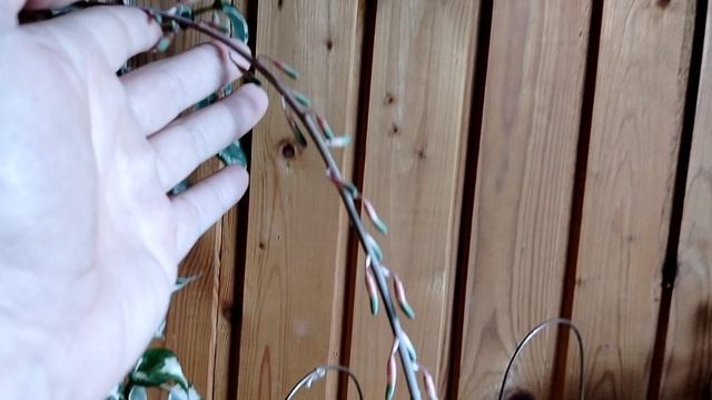 Зацвела гастерия 2025 смотреть онлайн