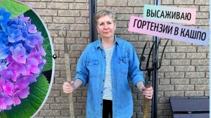 Высадка крупнолистных гортензий из прикопа в кашпо