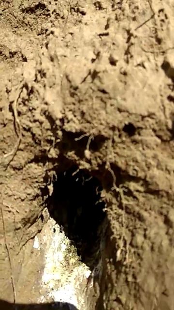 Гнездо вероятно ЗИМОРОДКА смотреть онлайн