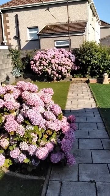 #hydrangea#гортензия#garden #гортензія#flowers #park#jardin#shorts#アジサイ#h смотреть онлайн
