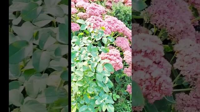 Цветут очитки #garden #цветы #Очиток видный