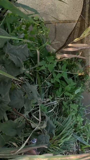 Этот экземплярчик- 🥇ТРОФЕЙНЫЙ Карп 9800кг_79см 🎗️