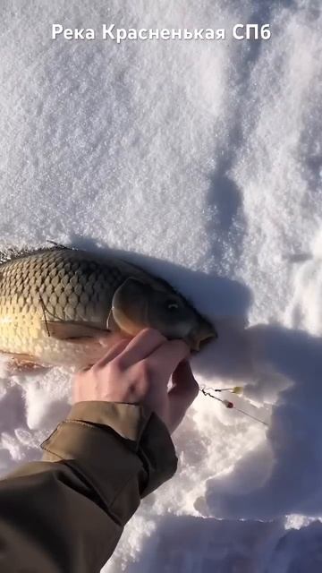 Река Красненькая СПб смотреть онлайн