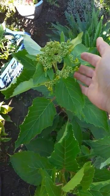 Красивый пересорт гортензии Лайм Лайт с Леваной.