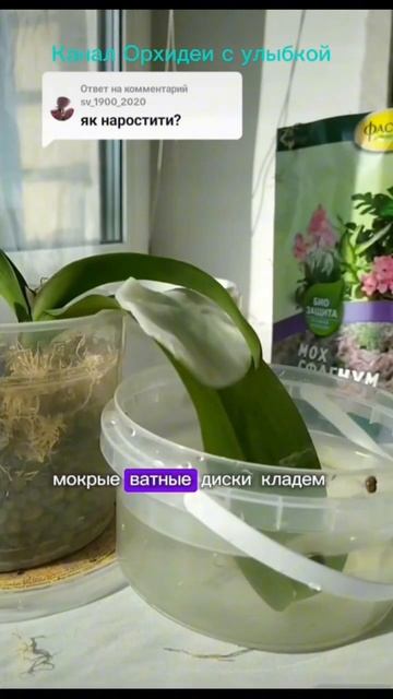 Как нарастить корни орхидеи? #орхидеи #orchid смотреть онлайн