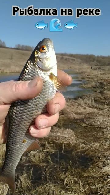 РЫБАЛКА на ПОПЛАВОЧНУЮ удочку 🐟 природа 🌲 отдых 🌀 л смотреть онлайн