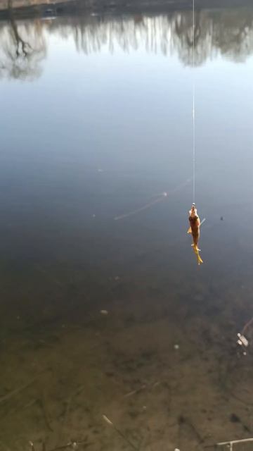 #fishing #мормишинг #flagman #azura #ультралайт #наноджиг #стрітф? смотреть онлайн