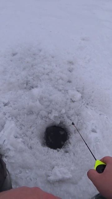 Окунь на блесну #рыбалка #зимняярыбалка #shorts смотреть онлайн