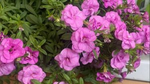 Калибрахоа вегетативная Алоха Дабл Дарк Пинк (Aloha Double Dark Pink). Очень красивый цветок. MOV