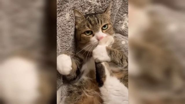 Смешные коты 😸 развлекаются / подборка приколов 2022 смотреть онлайн