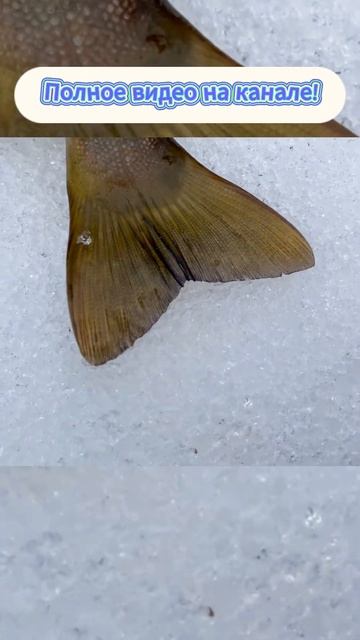 Питерская форель просыпается после зимы #рыбалка #спи смотреть онлайн