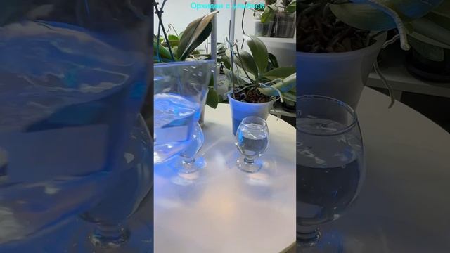 Полив орхидеи #orchidcare #цветы #орхидеипересадка #орхидеи