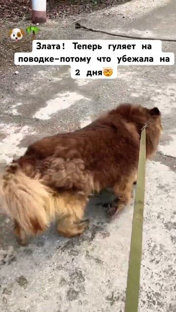 Стыдно у кого видно😊 #возьмидругаизприюта #ковчегялта #шортс #прикол +7 (978) 899-25-45 смотреть онлайн