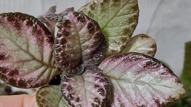 ЭПИСЦИИ .МОЖНО ДЕЛАТЬ БРОНЬ . 29 марта 2025 г. смотреть онлайн