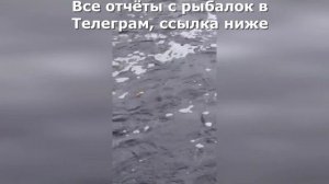 Ход сырти на реке Луга. Ловим на поплавок. Рыбалка в Ле?