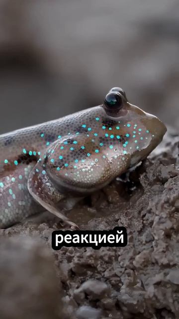 Самая быстрая рыба, которую ты никогда не увидишь! смотреть онлайн