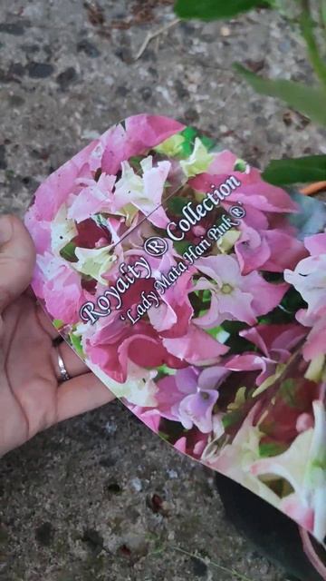 гортензия Леди Мата Хари