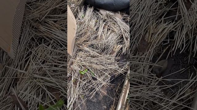 Лук джусай и картон - помощники моего сада! смотреть онлайн