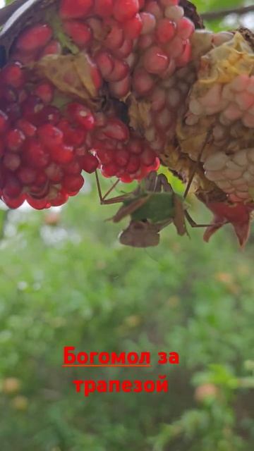 Богомол кушает клопа.#насекомые #богомол #гранат