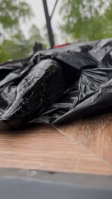 Про рыбу для ОГЭ и ЕГЭ #егэбио #биология #рыба #рыбалка #