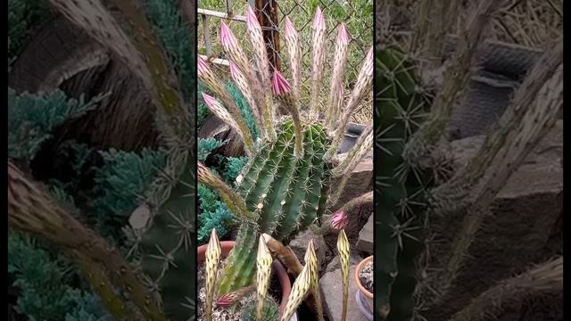 В преддверии расцвета ..Кактусы с 23 цветами, уникальны смотреть онлайн