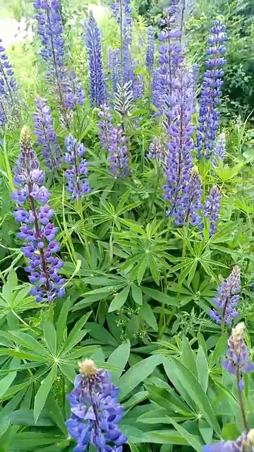 лето люпины #летолето #shorts #цветы #цветы #природа #июль # смотреть онлайн